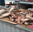 В Азовском море из–за угрозы исчезновения закрыли промысел судака и тарани - Газета Приазовье