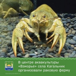 В селе Кагальник на базе аквариального комплекса Центра аквакультуры «Взморье» начали выращивать длиннопалых раков. 