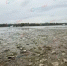 Уровень воды в Дону возле Азова упал ниже опасных отметок - Azov.DonDay.Ru